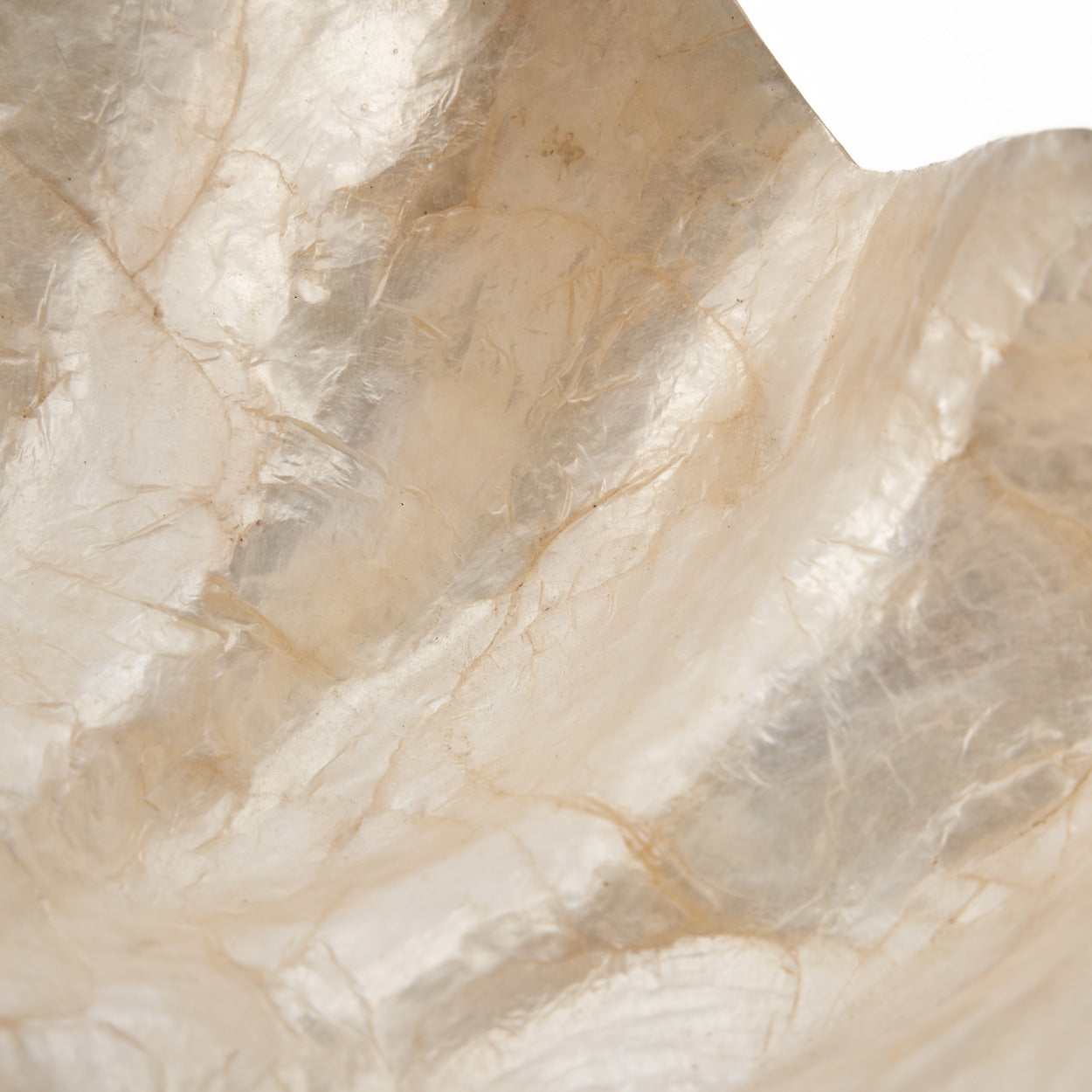 Coupelle “Pantai” en forme de coquillage – Nacre naturelle, Design organique | Bazar Bizar